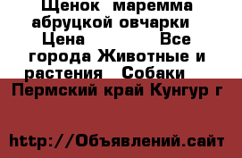 Щенок  маремма абруцкой овчарки › Цена ­ 50 000 - Все города Животные и растения » Собаки   . Пермский край,Кунгур г.